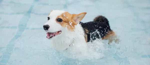Happy dog