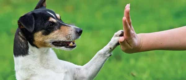 Happy dog