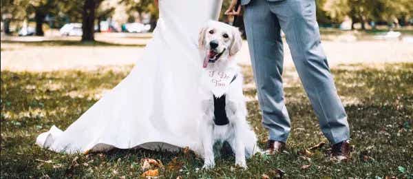 Happy dog
