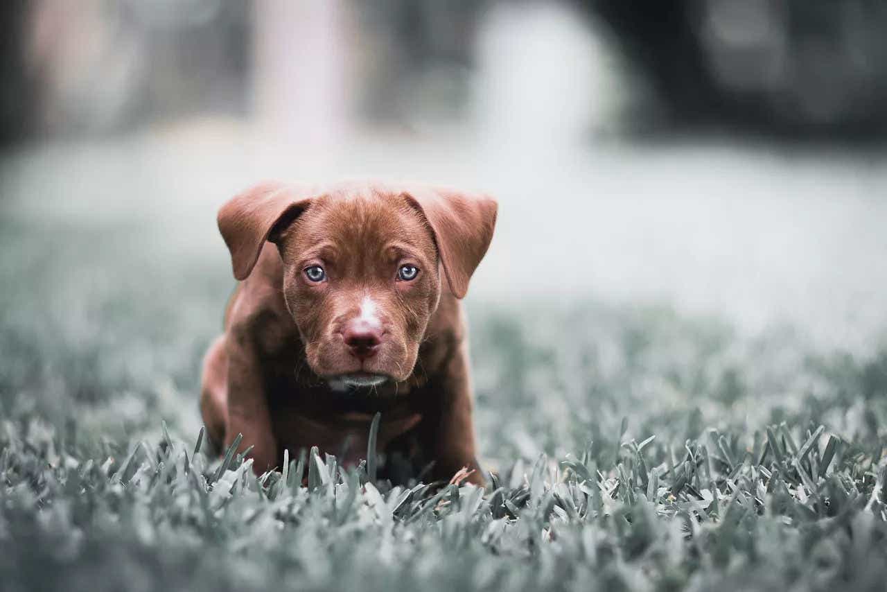 Happy dog