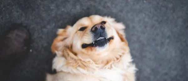 Happy dog